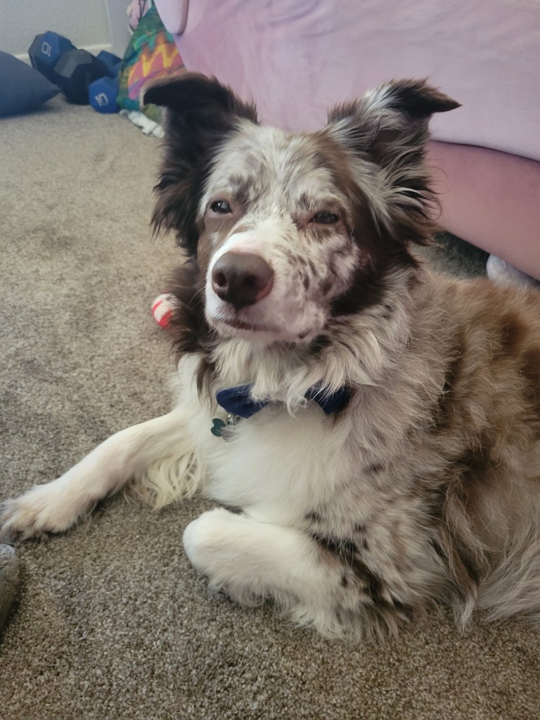A spotty brown dog squinting